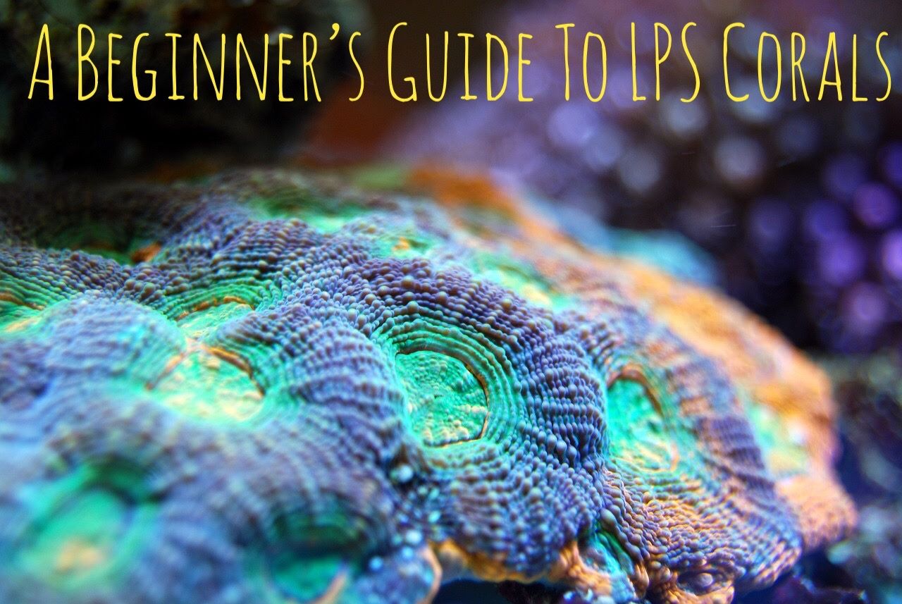 Mangler granske initial A Beginner's Guide To LPS Corals