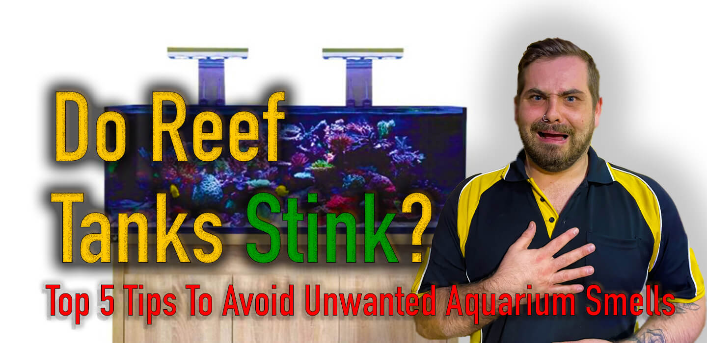 Do Reef Tanks Stink? Top 5 Tips To Avoid Unwanted Aquarium Smells