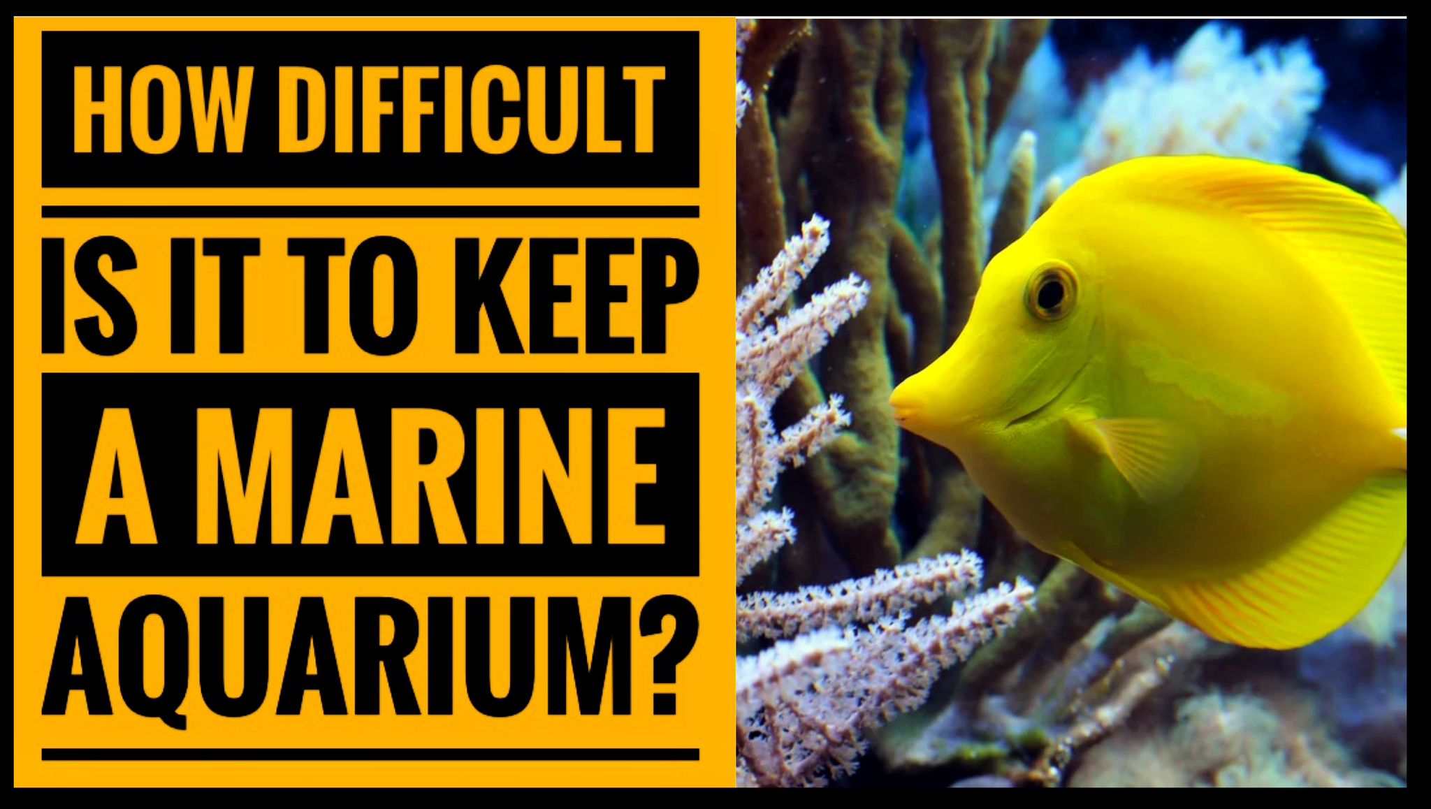 How Difficult Is It To Keep A Marine Aquarium?