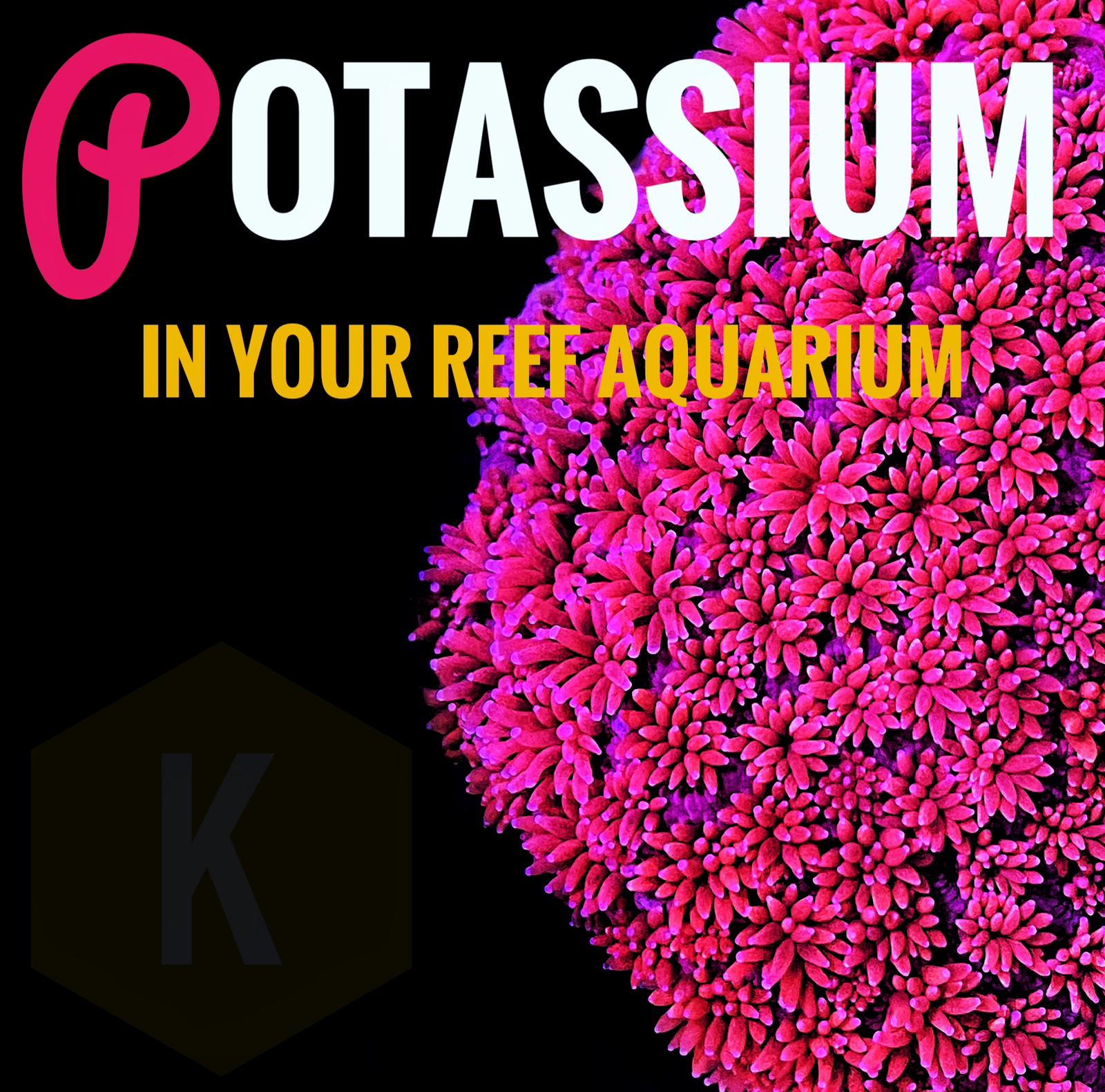 Kalium Lifeblood, The Role of Potassium in Coral Growth