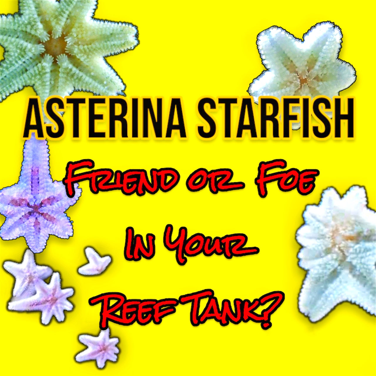 Asterina starfish in a reef tank