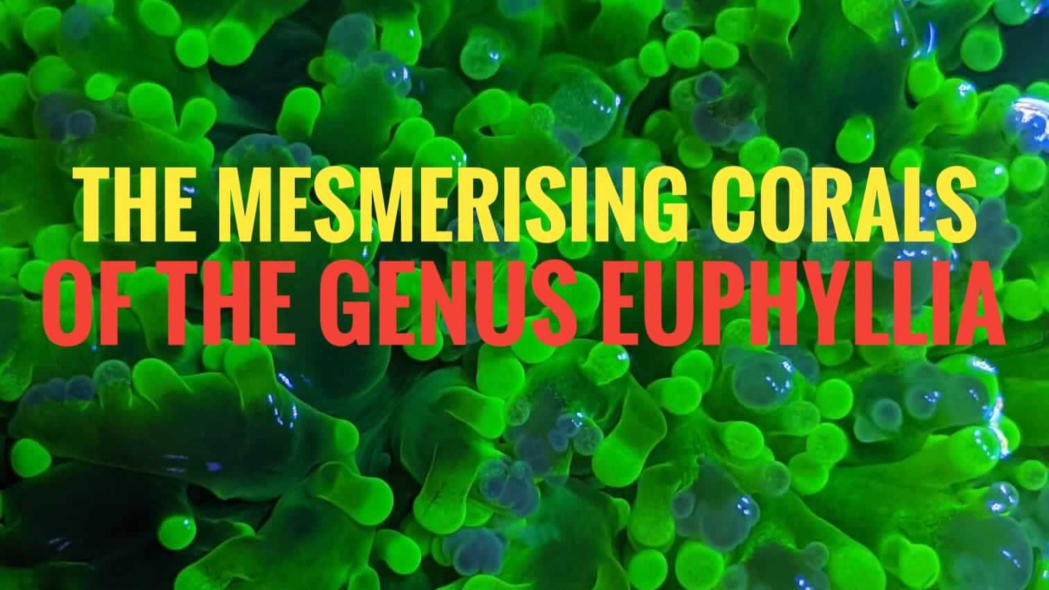 The Mesmerizing Corals Of The Genus Euphyllia