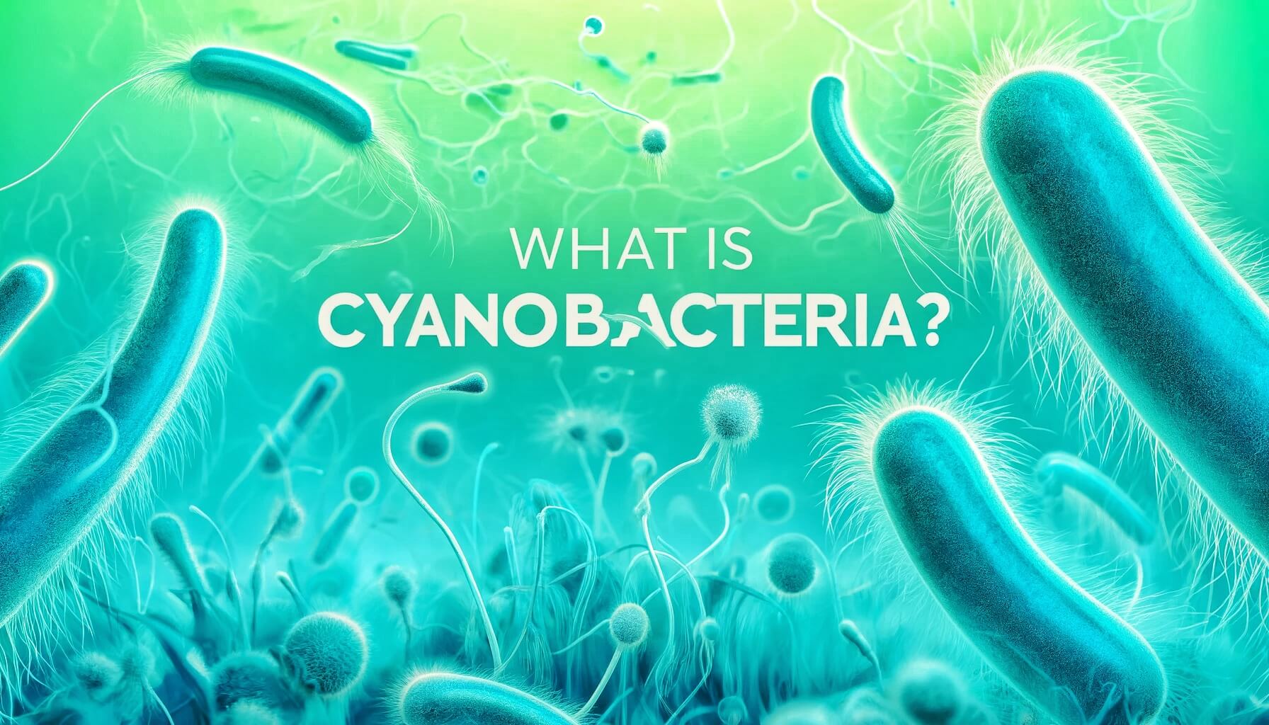 What is CyanoBacteria?