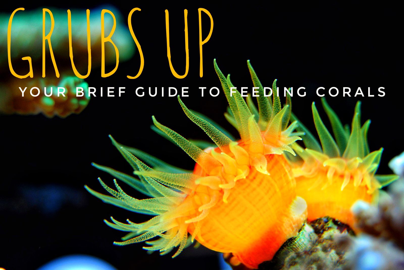 Grubs up a brief guide to feeding your corals