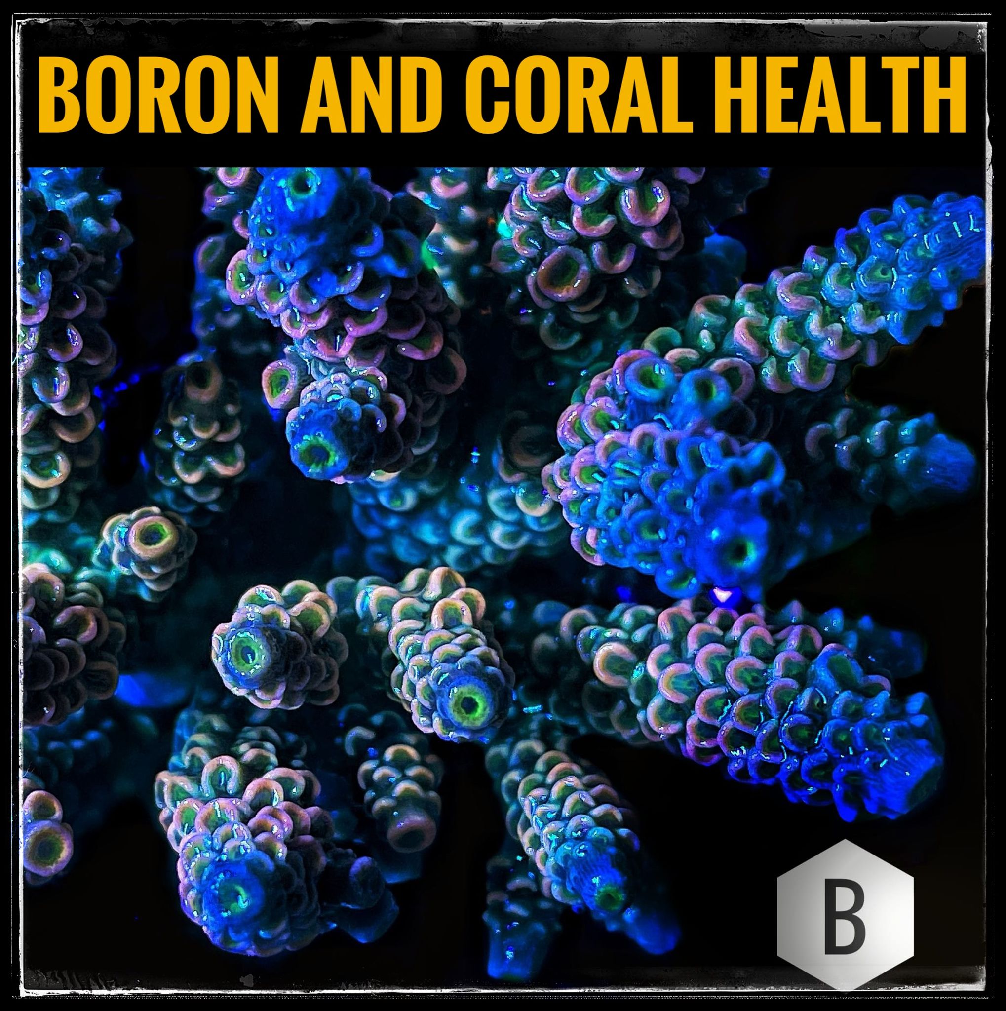 Boron and Coral Health: Effects on Colouration and Growth in Aquariums