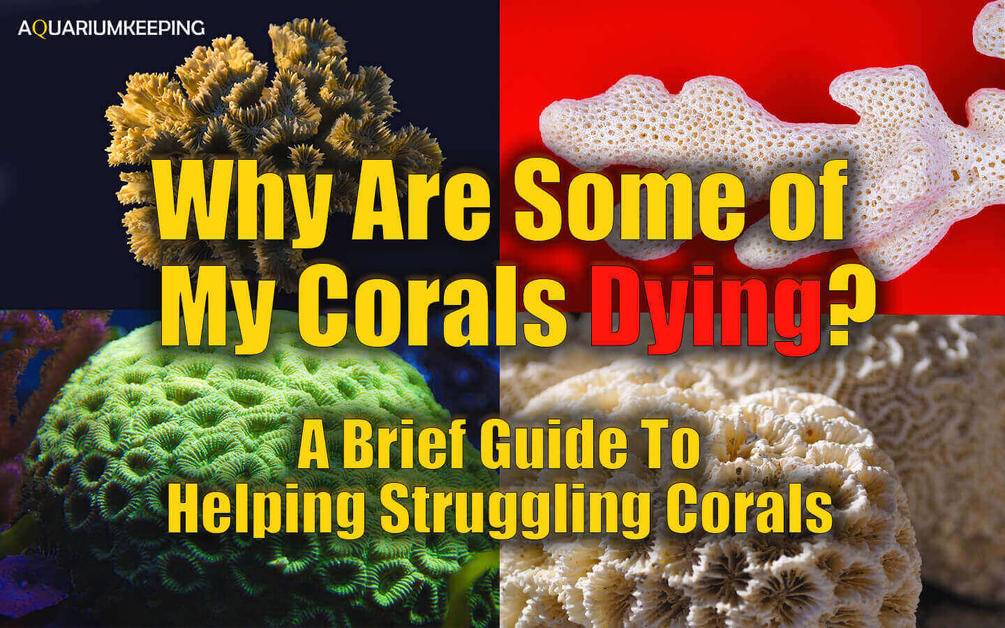 Why Are Some Of My Corals Dying? A Brief Guide to Helping Struggling Corals 