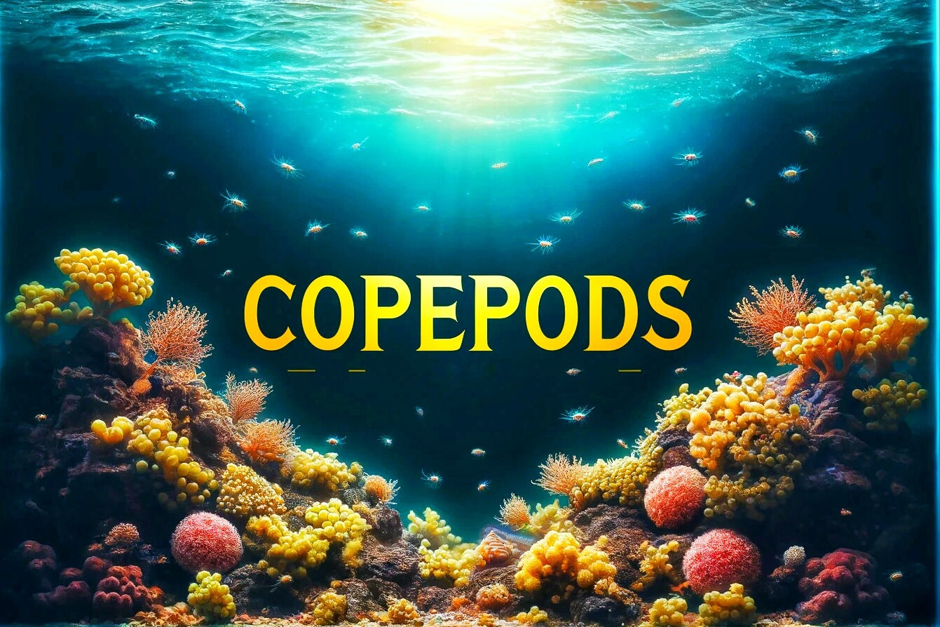 What Are Copepods? Blog image