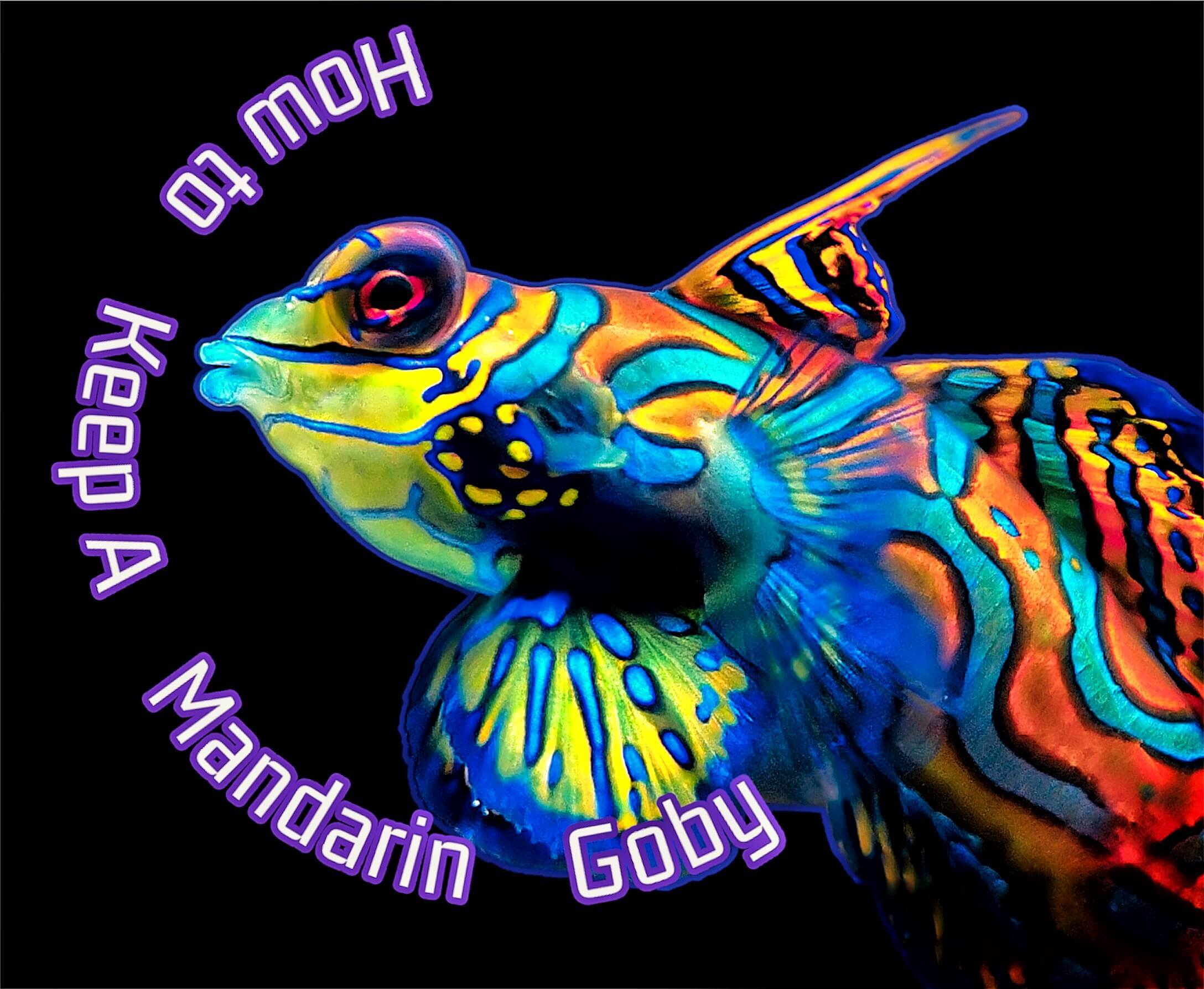 How to keep a mandarin goby in a reef tank blog