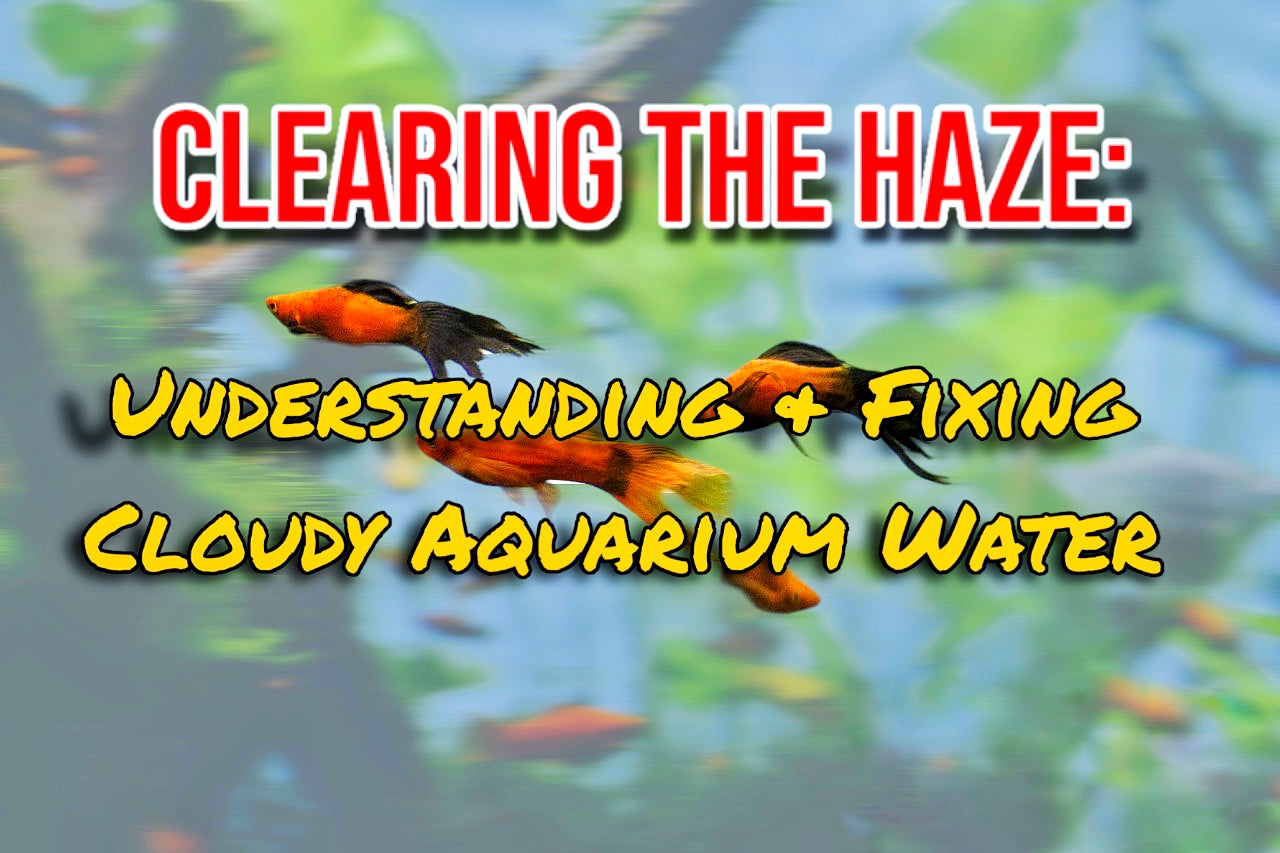 Clearing the Haze: Understanding and Fixing Cloudy Aquarium Water