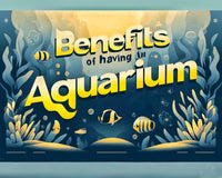 The Psychological Benefits of Having an Aquarium