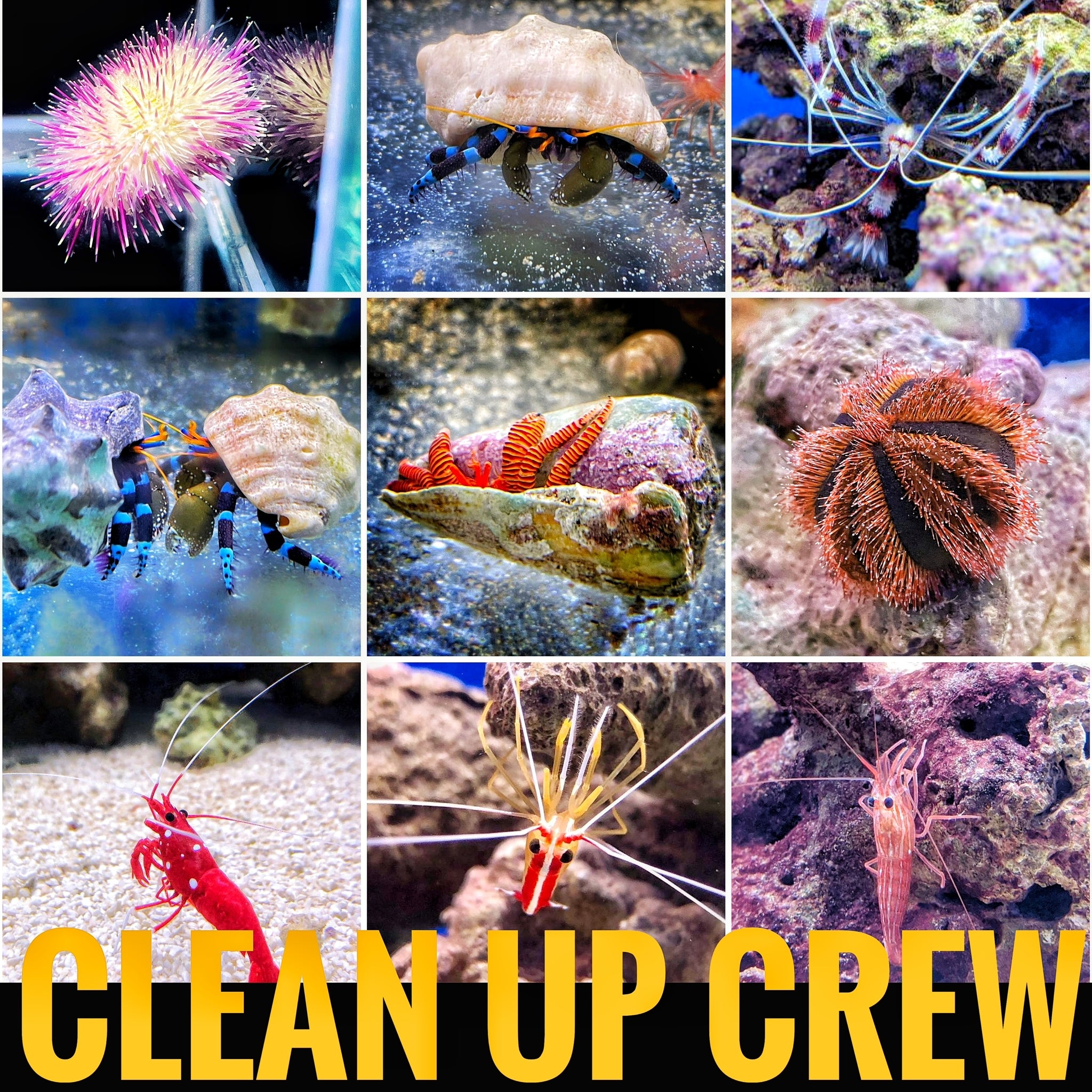 Clean up crew in a reef aquarium