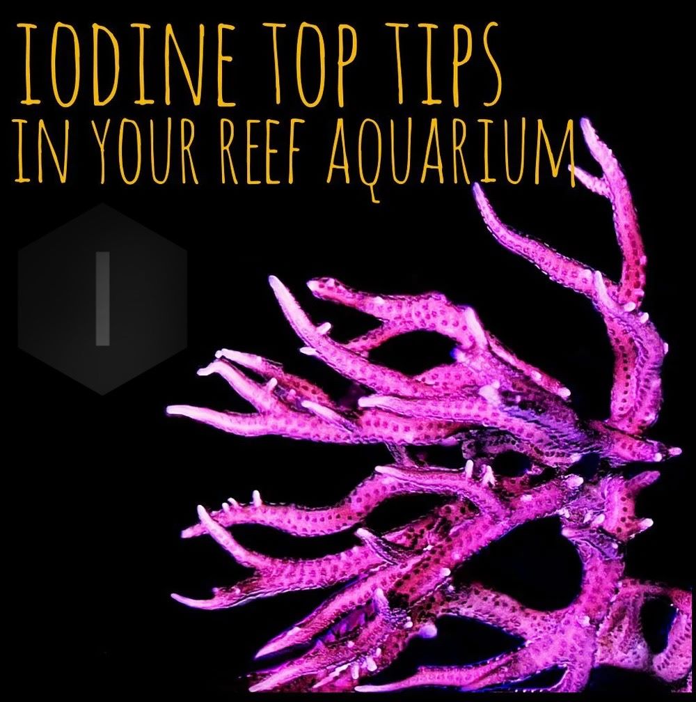 Iodine top tips for corals in a reef aquarium