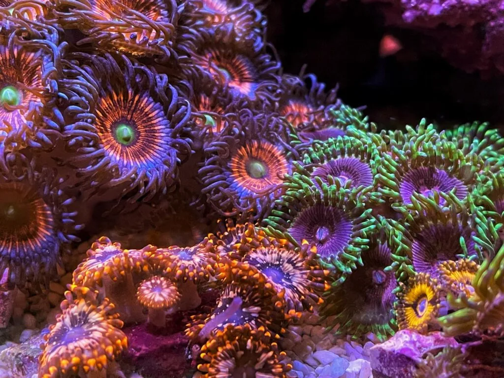 zoa garden in tank