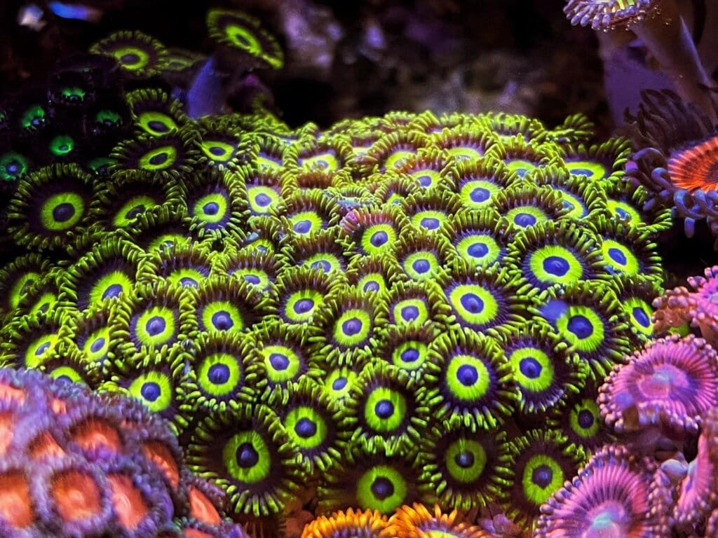 fluval evo zoanthids