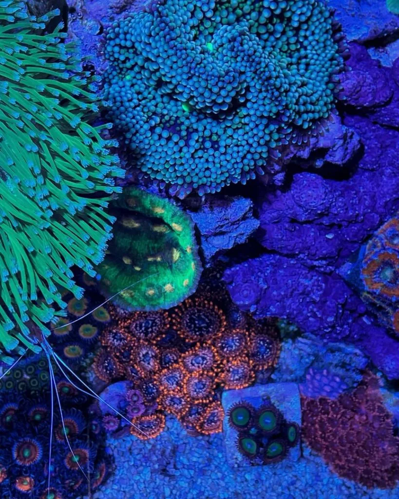 reef tank aquarium