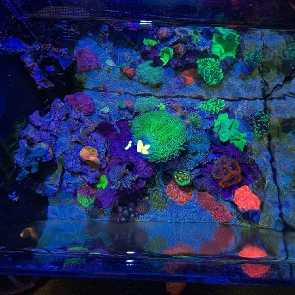 Aquarium flow in reef tank