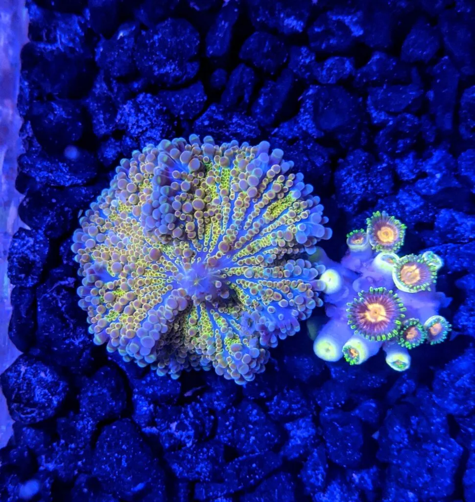 RICCORDEA CORAL