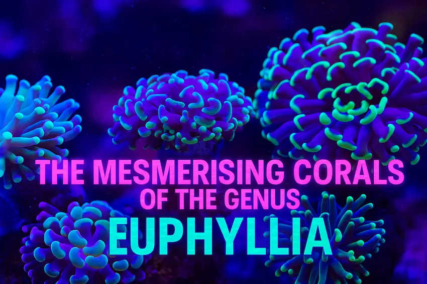 The Mesmerising Corals Of The Genus Euphyllia