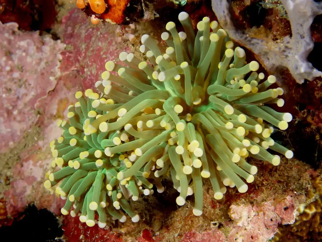 euphyllia-glabrescens-hard-coral-with-polyps-extended