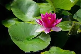 POND LILY