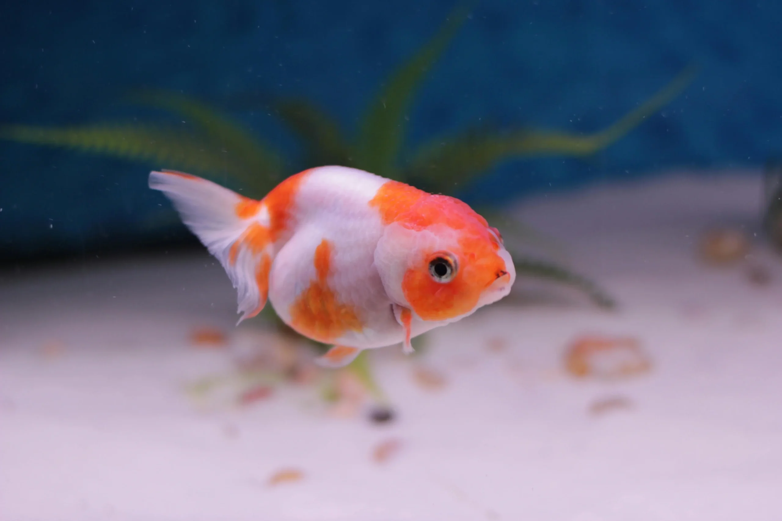 ranchu goldfish