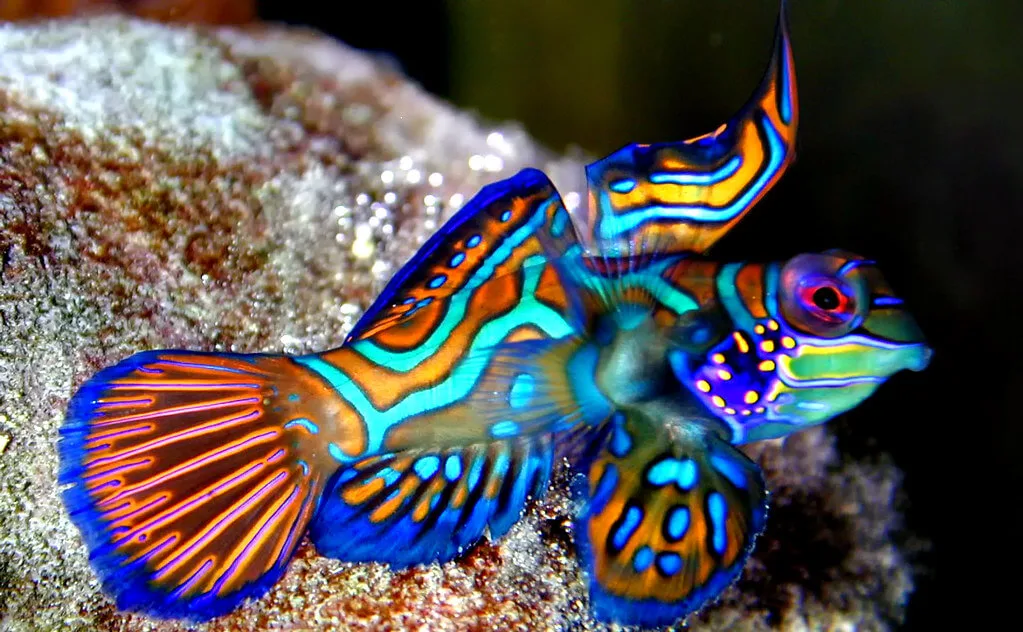male mandarin goby