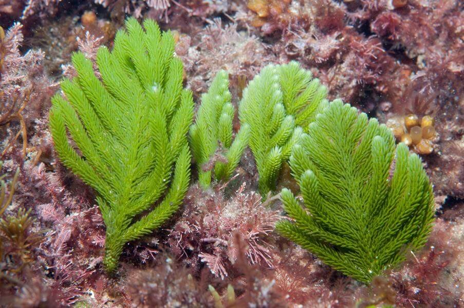 caulerpa flexilis macro algae saltwater aquarium