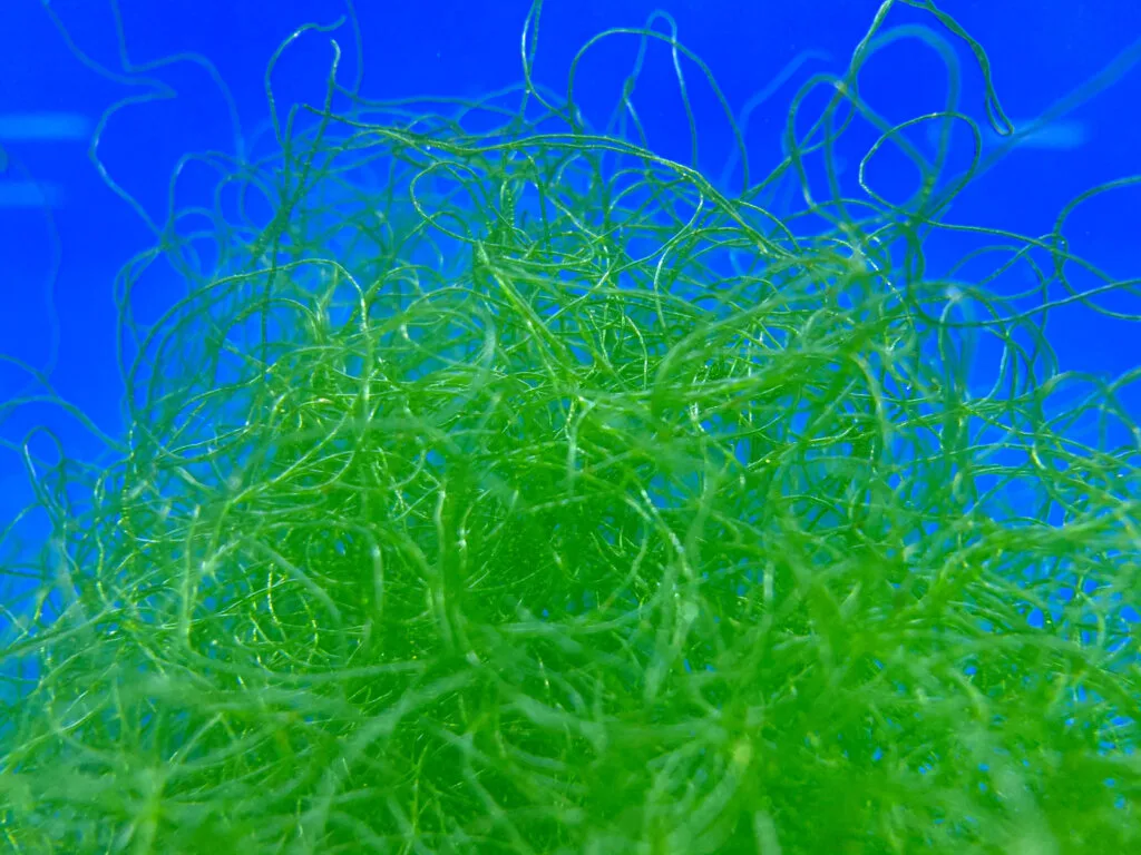 Chaetomorpha macro algae