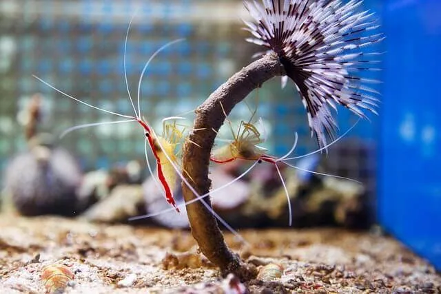 Cleaner Shrimp In reef