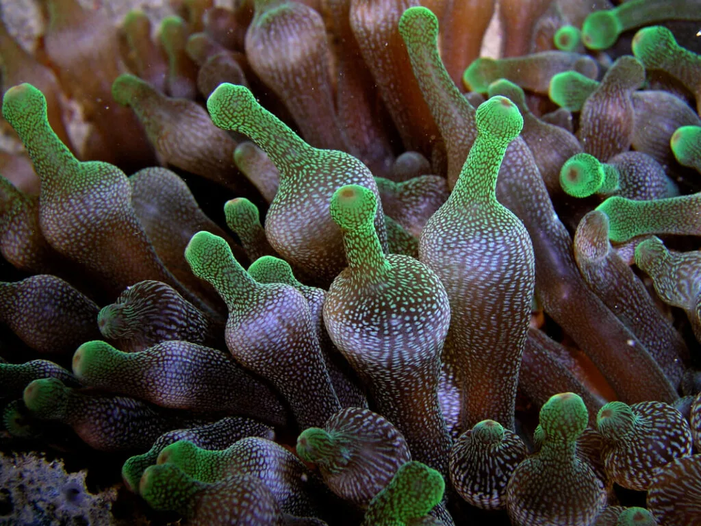 Entacmaea_quadricolor_Bulb_Tentacle_Sea_Anemone