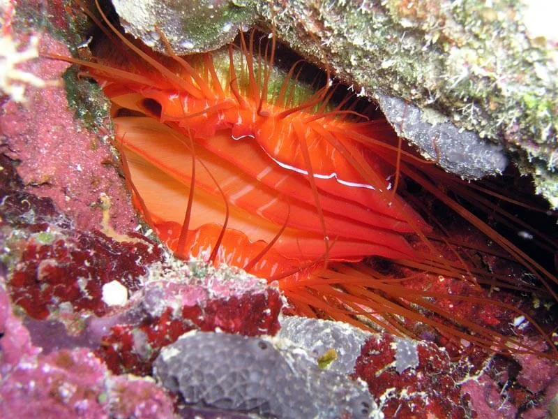 Flame Scallop up close