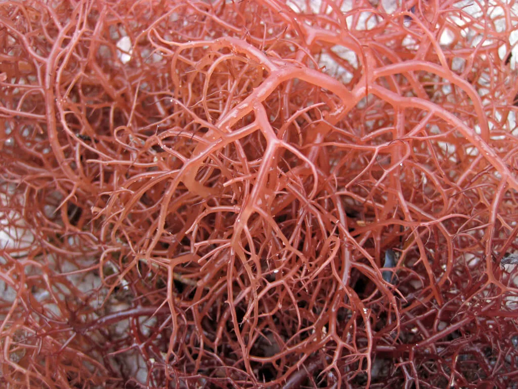 Gracilaria redweed macro algae