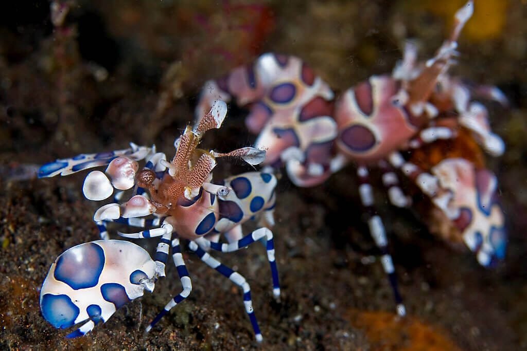 Harlequin shrimp pair in reef tank
