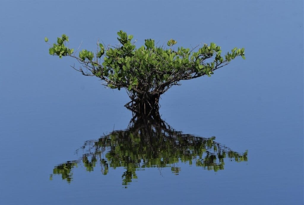 mangrove tree