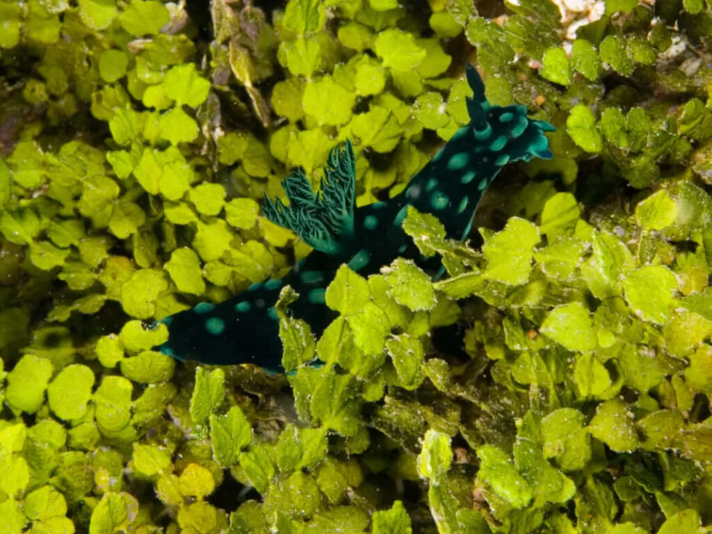 Halimeda opuntia macro Algae