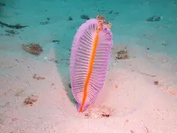 Plume Sea Pens Virgularia spp.