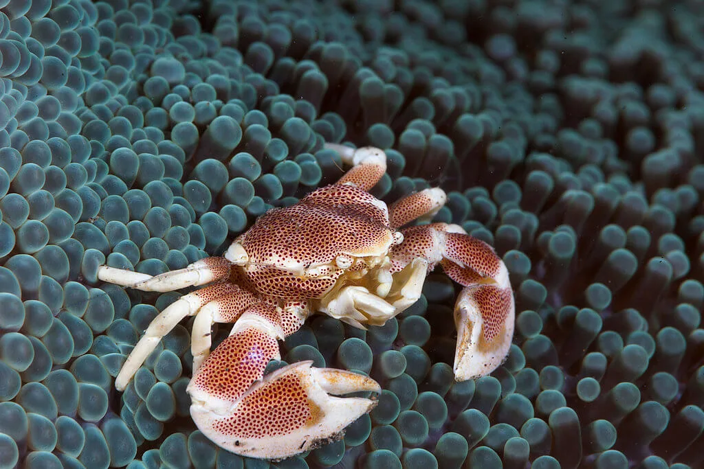 Porcelain crab on bubble tip anemone