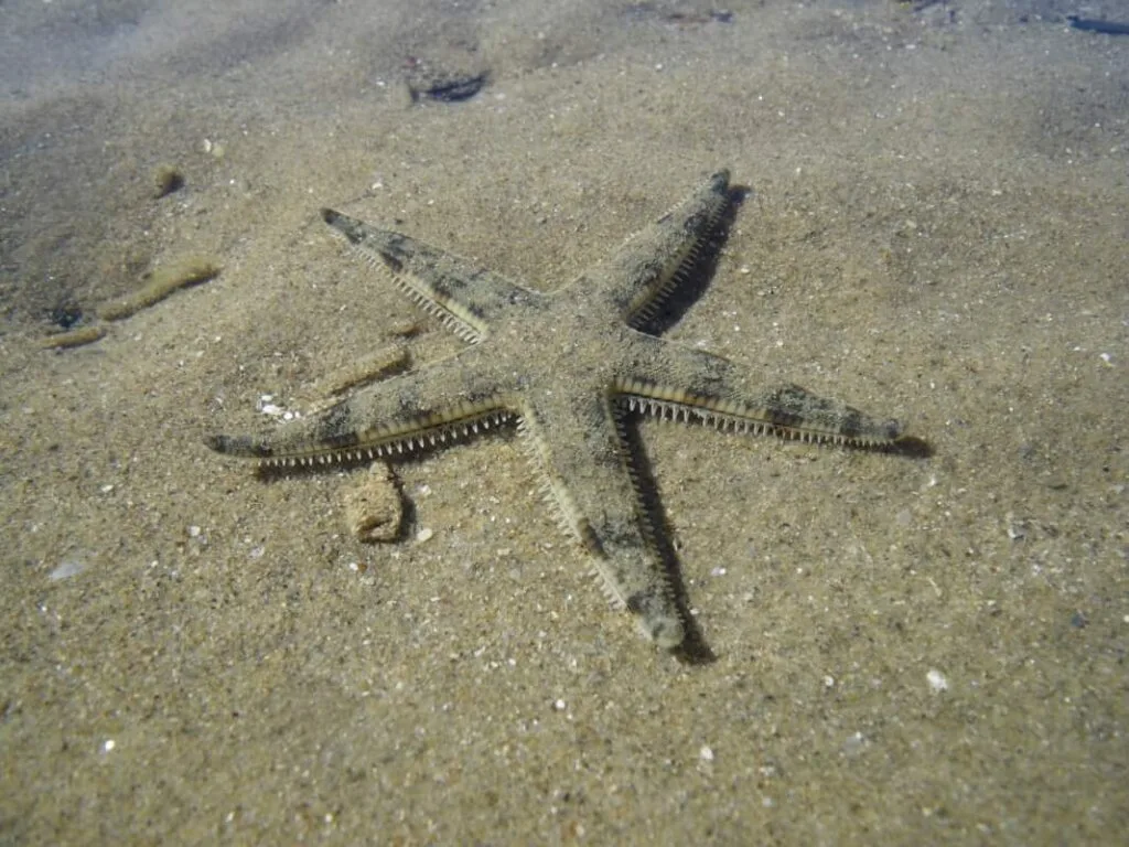 Sand Sifting Starfish