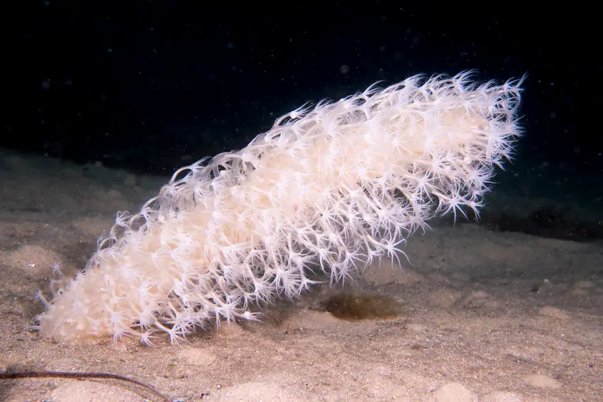 Sea Feathers (Cavernularia obesa)