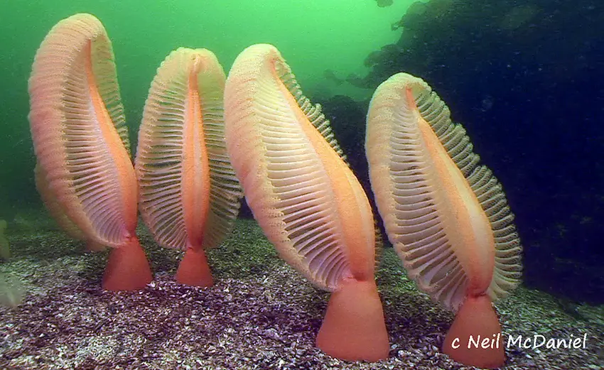 Sea Swords (Ptilosarcus gurneyi)
