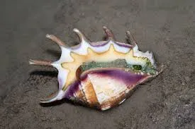 Spider Conch snail in shell