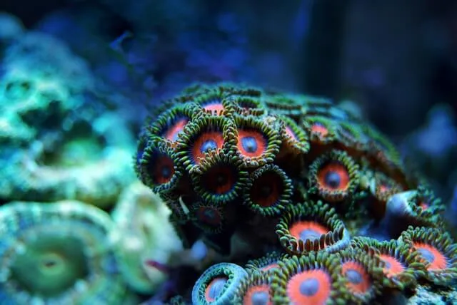 Zoanthid coral up close photography shot