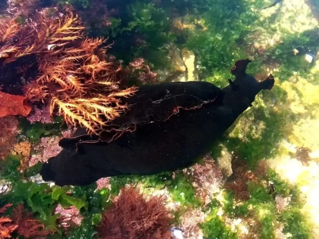 black Sea Hare