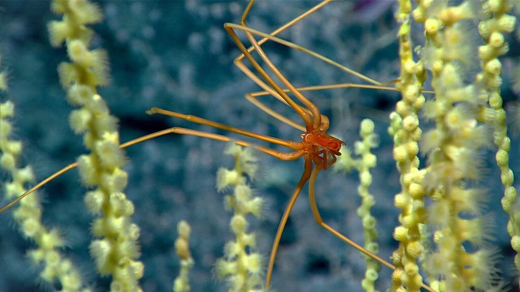 sea spider