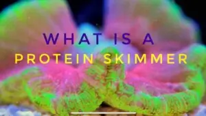 what is a protein skimmer blog