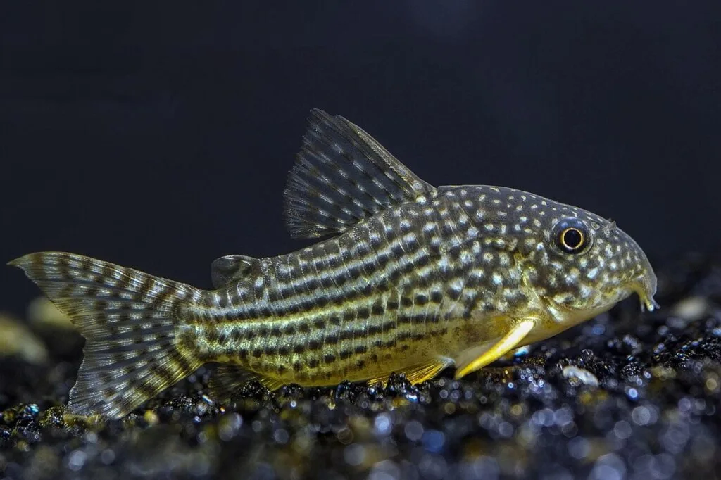 Corydoras Catfish tropical Fish