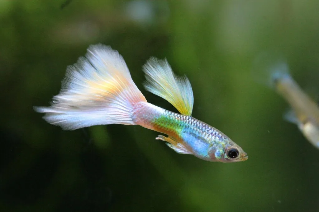 Guppy fish tropical tank aquarium