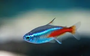 Neon tetra tropical fish