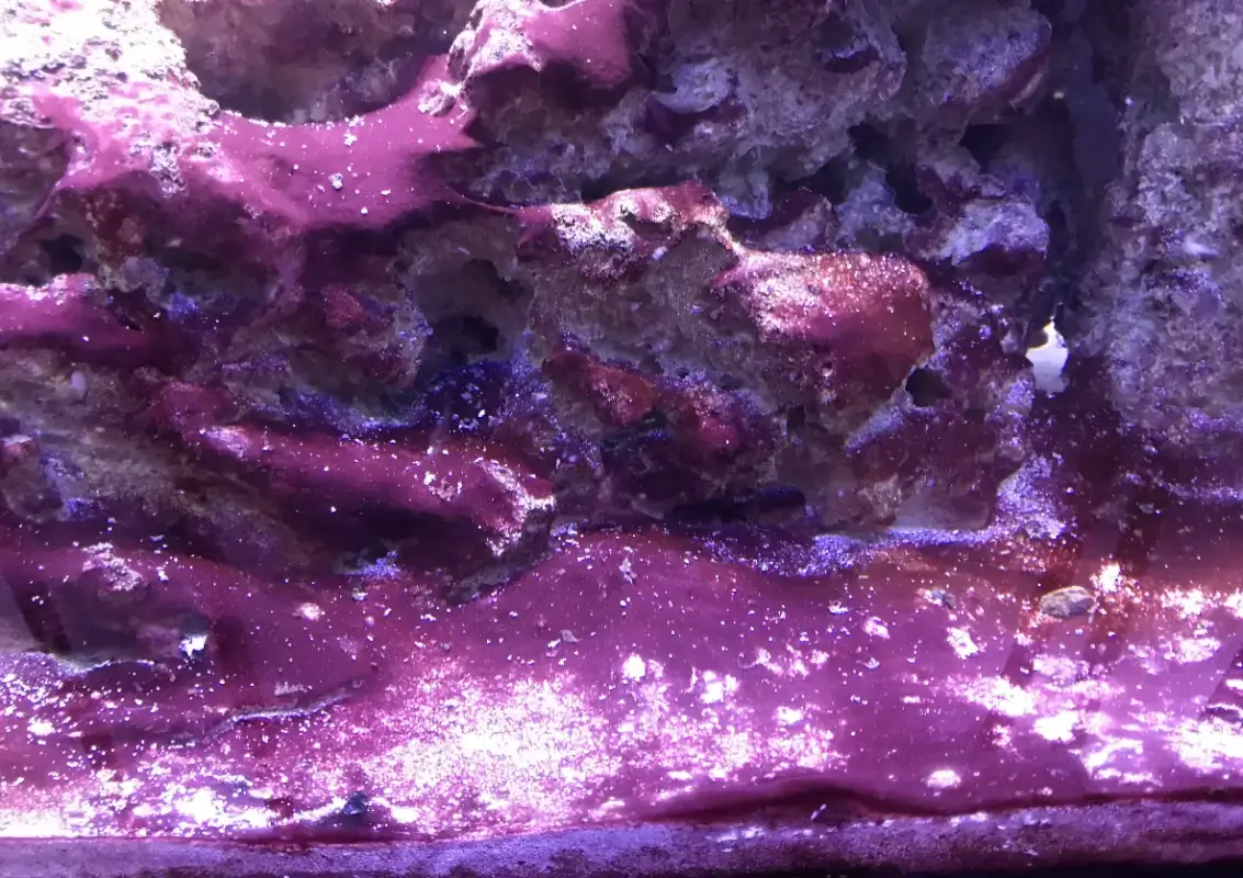 cyano red slime algae in reef tank