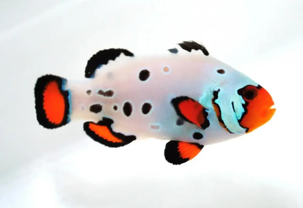 frostbite clownfish